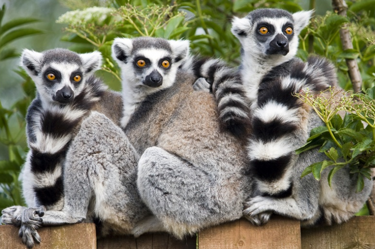 Lemur Experience at Jungle Island - Swimming with Dolphins 1-800-667-5524