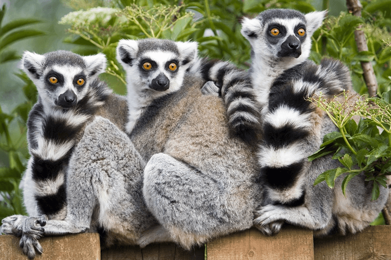 Lemur Experience