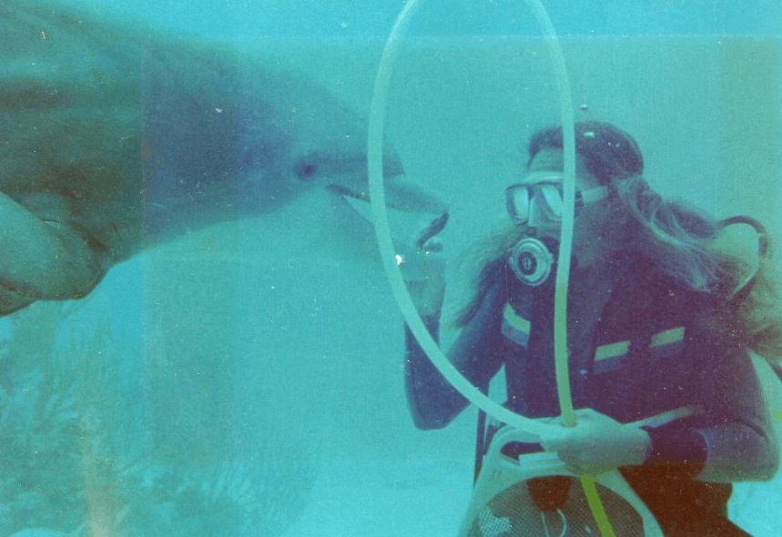 Training and Taking Care of Dolphins