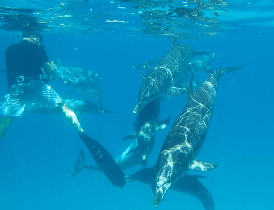 Playing with dolphins in the Bahamas - Oceanographic - Oceanographic