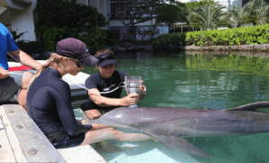 Training and Taking Care of Dolphins
