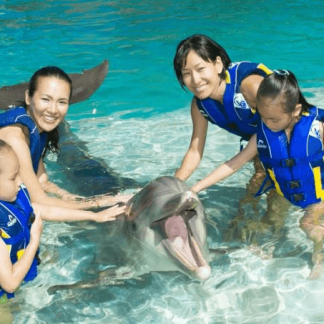 dolphin splash oahu hawaii