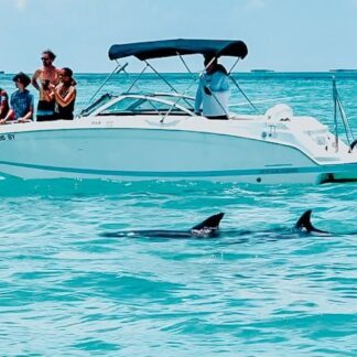 Wild Dolphin Trip Key West