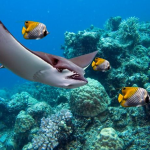 Hawaiian Reef Encounter