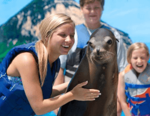Sea Lion Encounter Oahu Hawaii