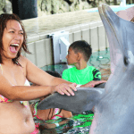 Dolphin Encounter Nassau Bahamas Peck Hold