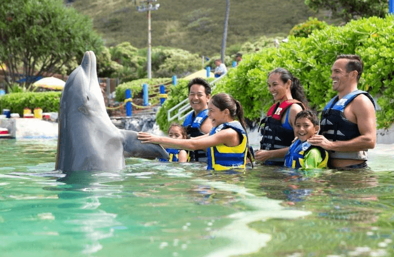 Miami Dolphin Encounter (non-swim) (800) 667-5524