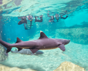 Other Activities at Discovery Cove