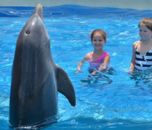 dolphin encounter panama city beach