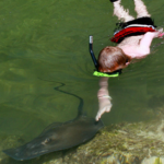 Swimming with Ray Florida Keys