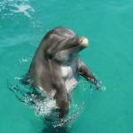 Miami Meet the dolphin