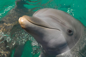 Meet the Dolphin Miami