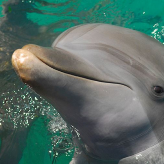 Meet the Dolphin Miami