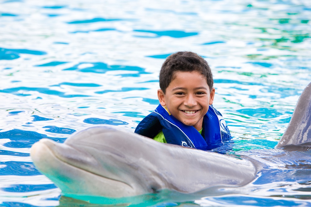 Hawaii dolphin exloration