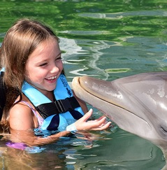 Duck key Dolphin encounter