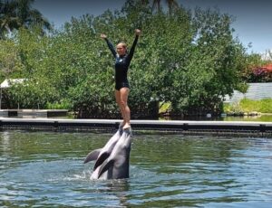 Dolphin show in the Florida Keys