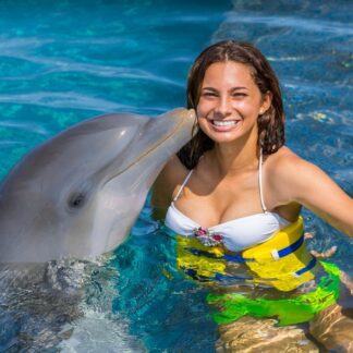 Dolphin Family Experience Non-swim