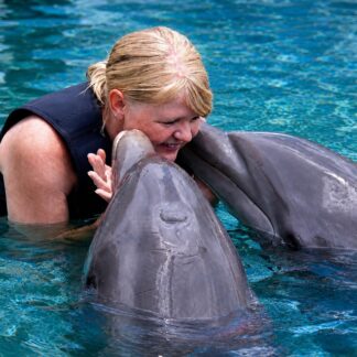 Dolphin Encounter Key Largo