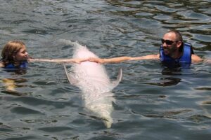 Key Largo Dolphin Swim