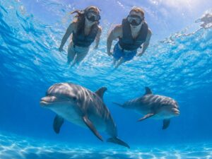 Dolphin Swim Immersion St Augustine