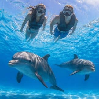Dolphin Swim Immersion St Augustine